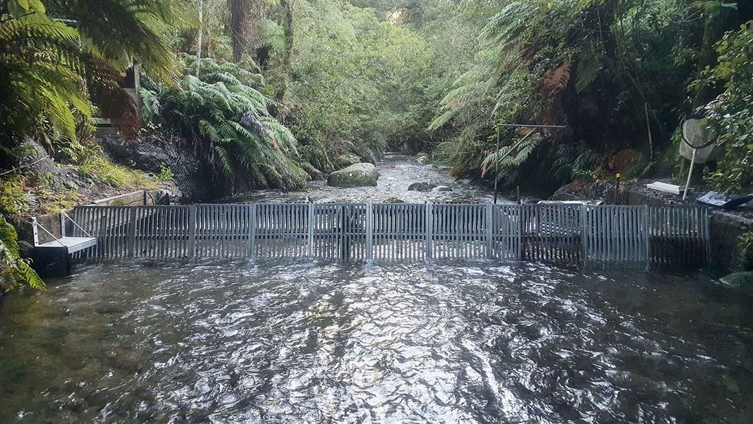 Waipa fish trap. 