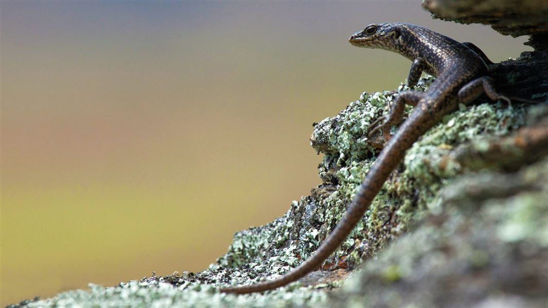 New Zealand lizards: Native animal conservation