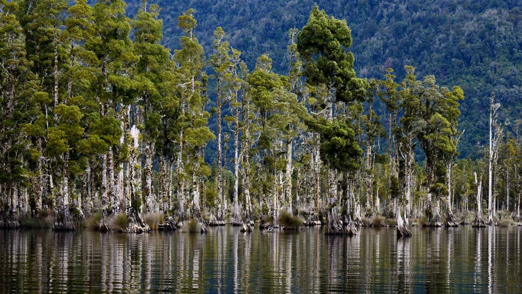 Reflections of kahikatea in the water of Lake Brunner. 