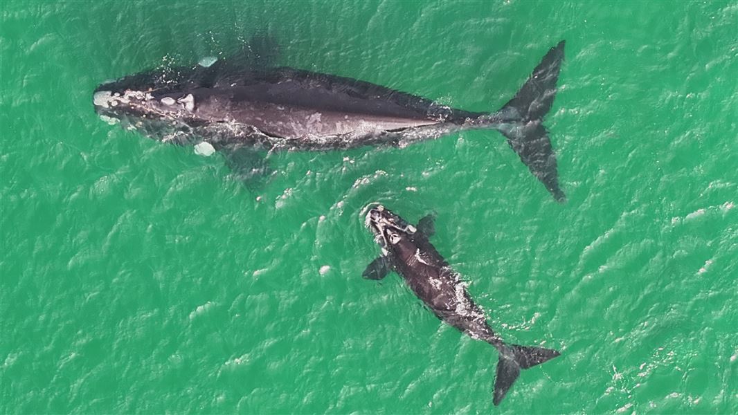 Drone image of a whale mother and her calf swimming in greeny blue waters off the coast of New Zealand. 