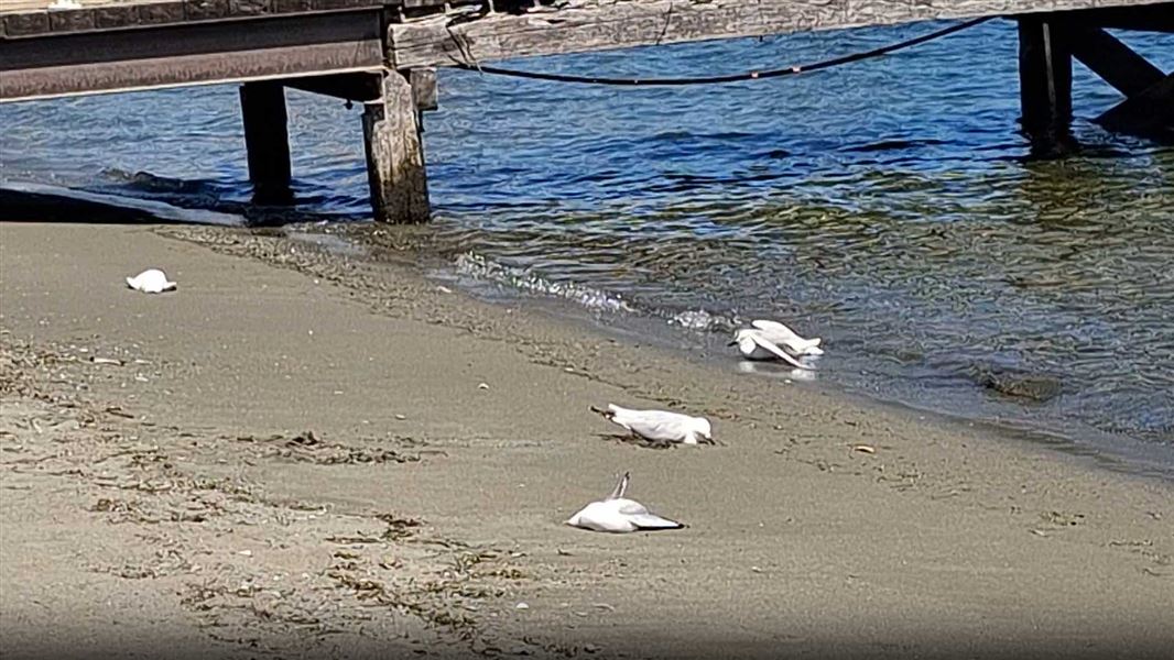 Dead black bill gulls on the shoreline in Te Anau.