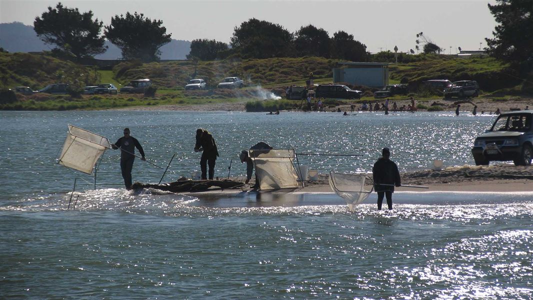 everal whitebaiters stand in shallow water at a river mouth. 