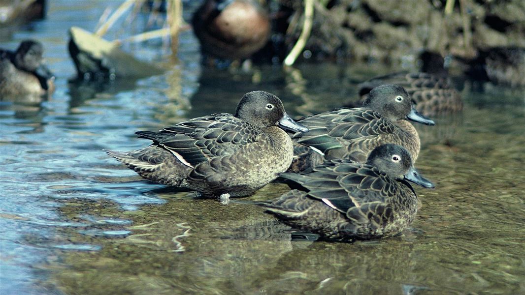 Three little pāteke brown teal cuddled together in shallow water. 