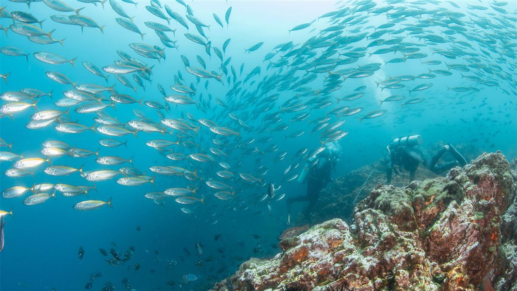 School of fish near Mokohīnau Islands