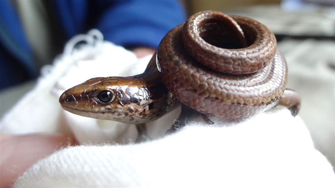 Kapitia skink