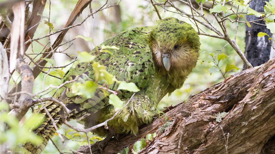 Kākāpō Hoki perched on a tree. 