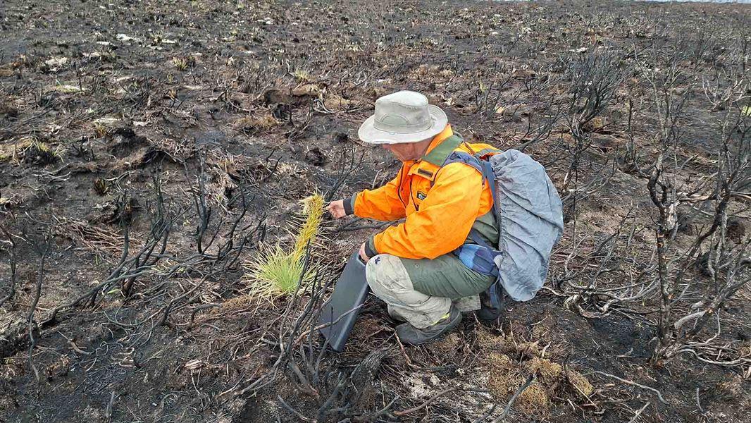 Person crouching down to inspect a spiky green plant in barren, blackened land.