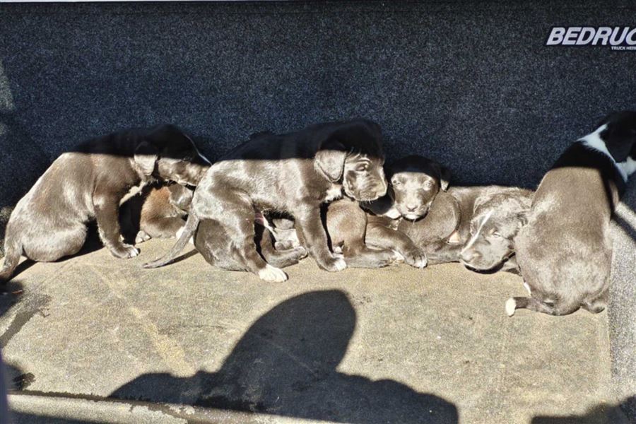 Group of puppies. 