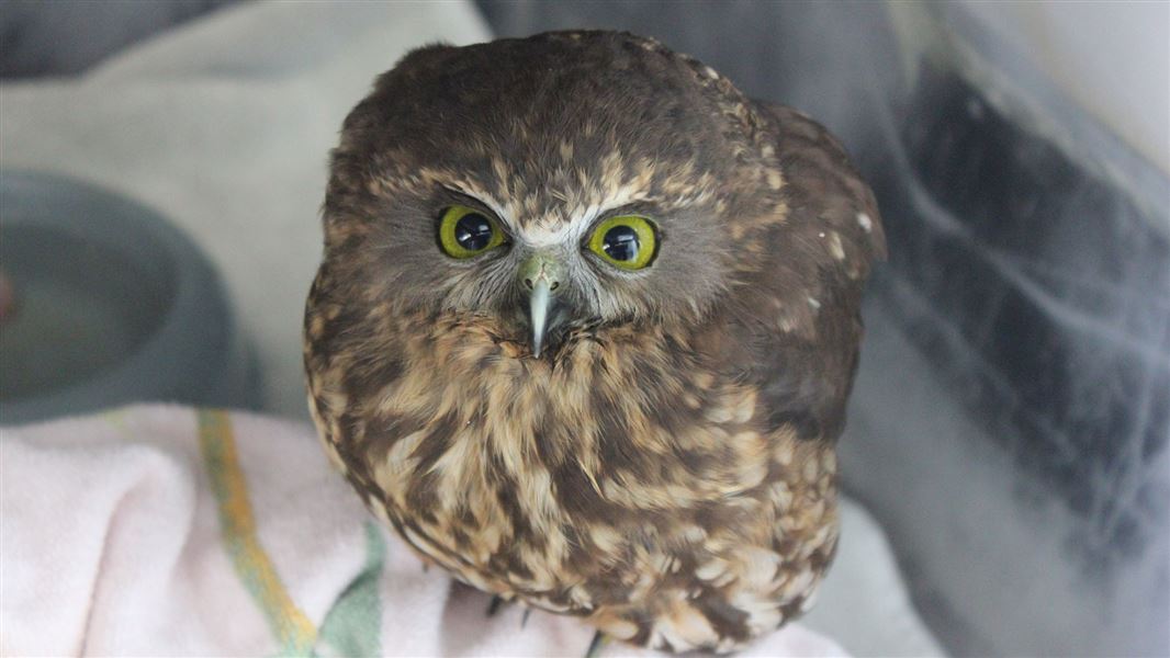 Morepork looking directly at the camera. 