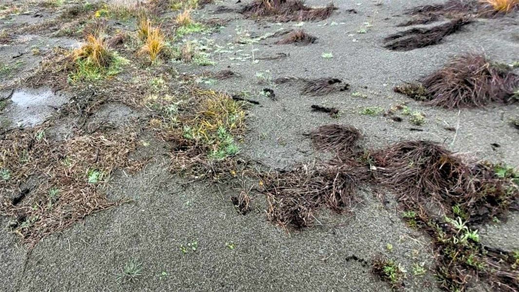 Flattened land with tussock patches and dead looking shrubs in the foreground. 