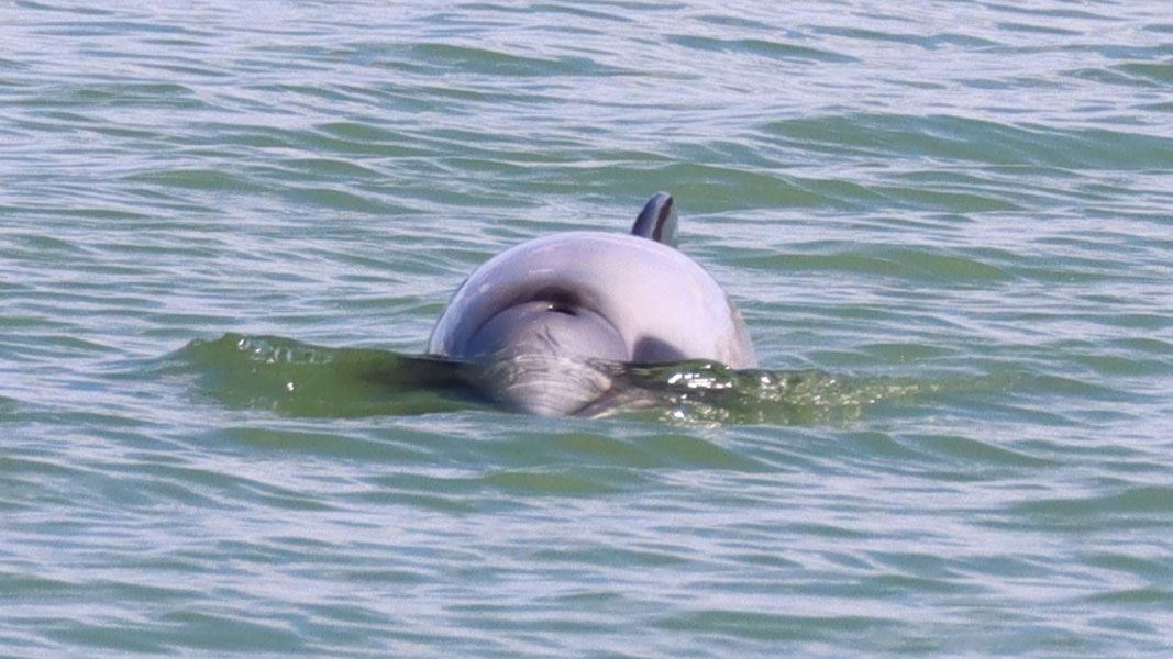 Hector's dolphin. 