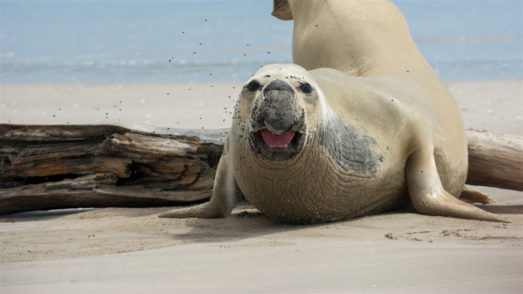 Seals and sea lions: New Zealand marine mammals