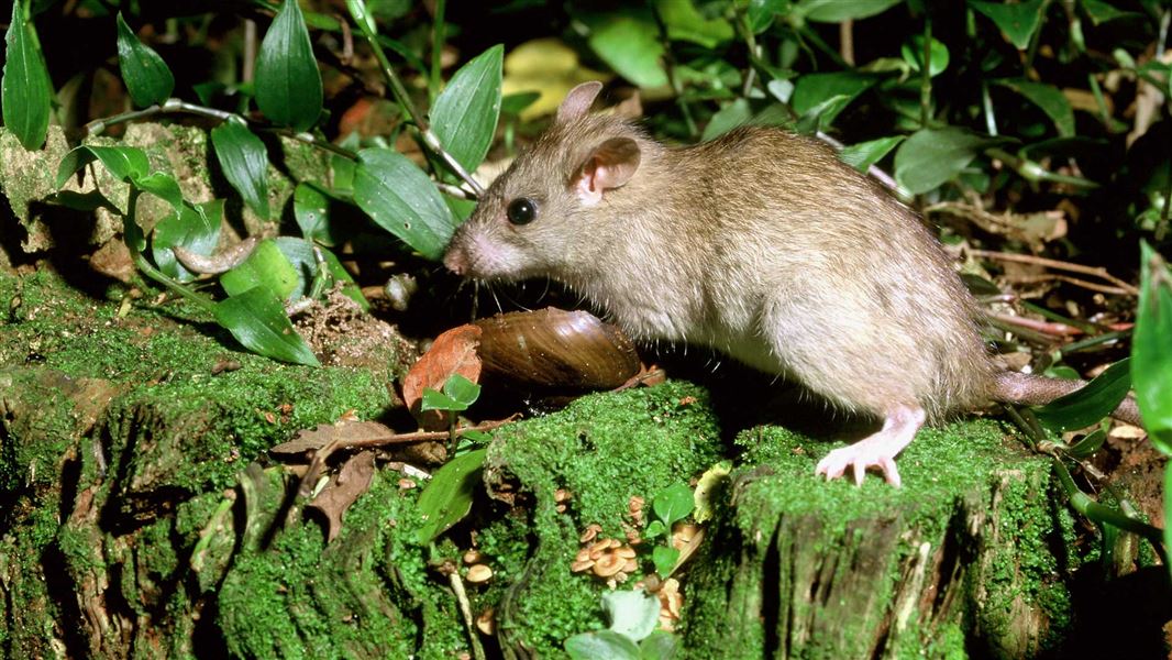 Rats New Zealand Animal Pests And Threats
