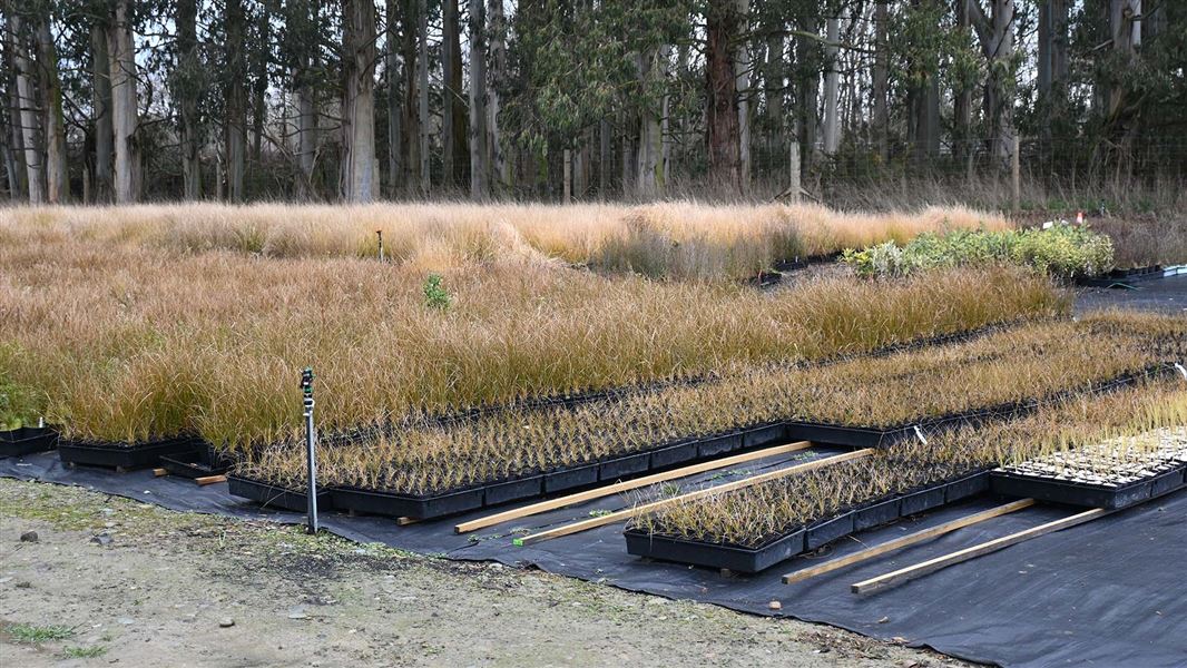 Row after row of green/tan native sedge ‘carex secta’ at Arowhenua Nursery.