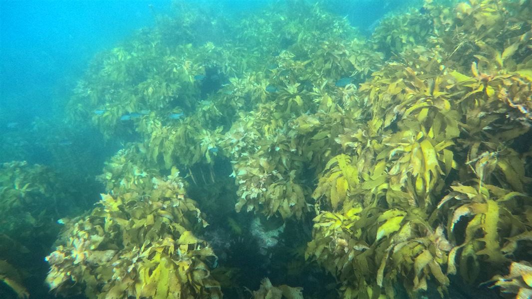 Ecklonia , Slipper Island/Whakahau High Protection Area. 