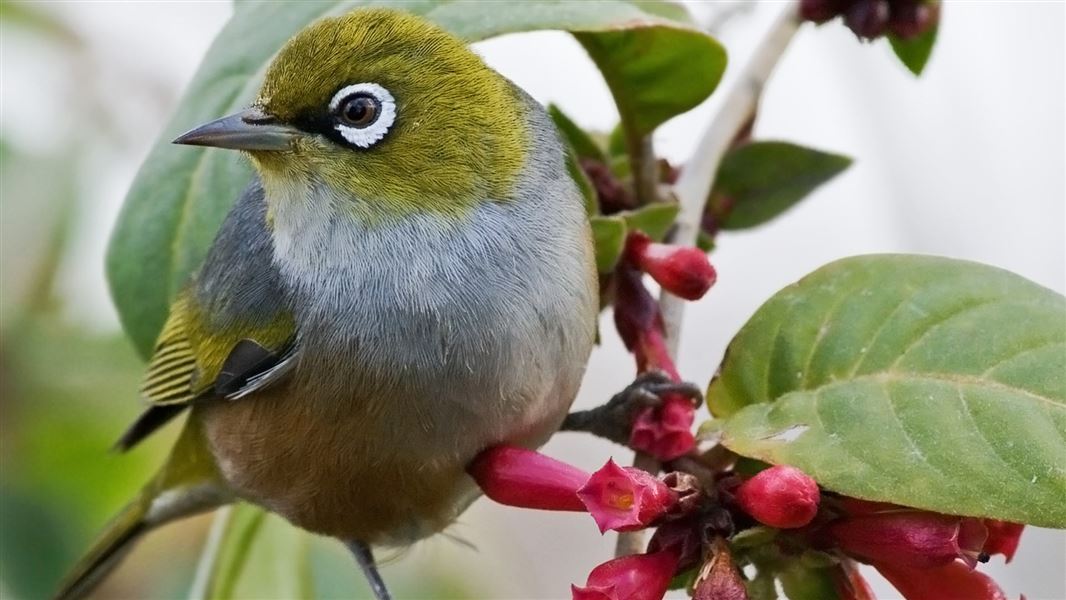 Silvereye or wax-eye/tauhou: Land birds: Native animals