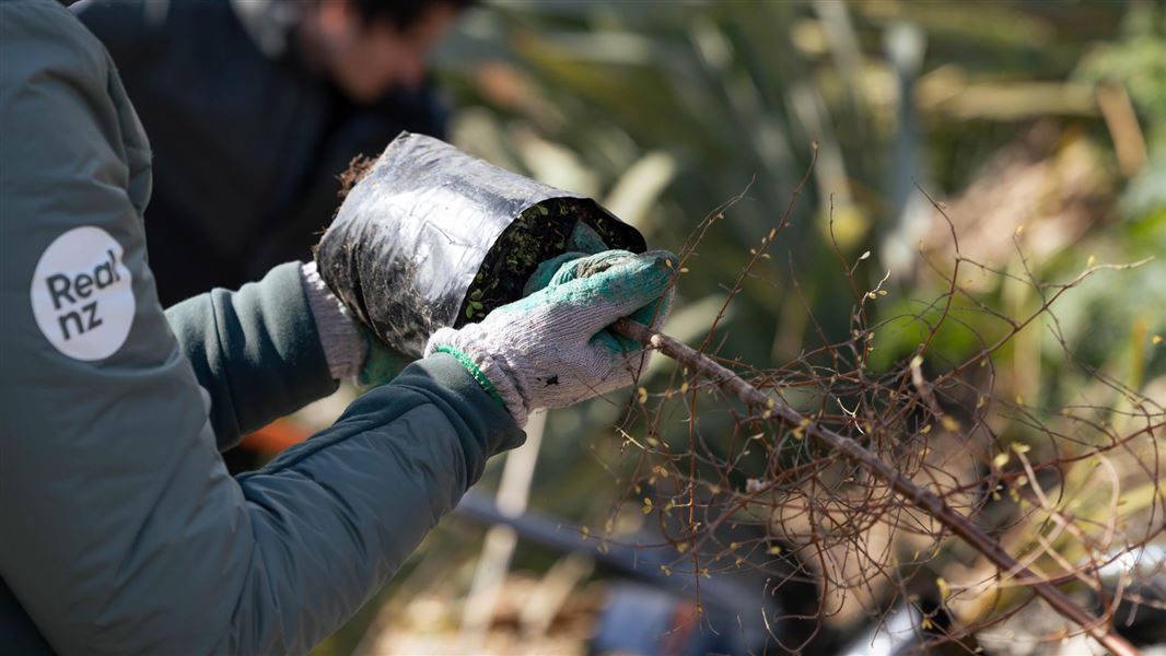 Small tree being removed from a pot ready for planning