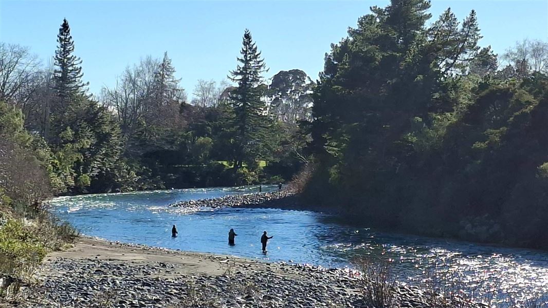 Three anglers standing in a shallow river, casting lines among trees and a rocky bank. Regulations support a thriving Taupō Fishery for anglers to enjoy. 