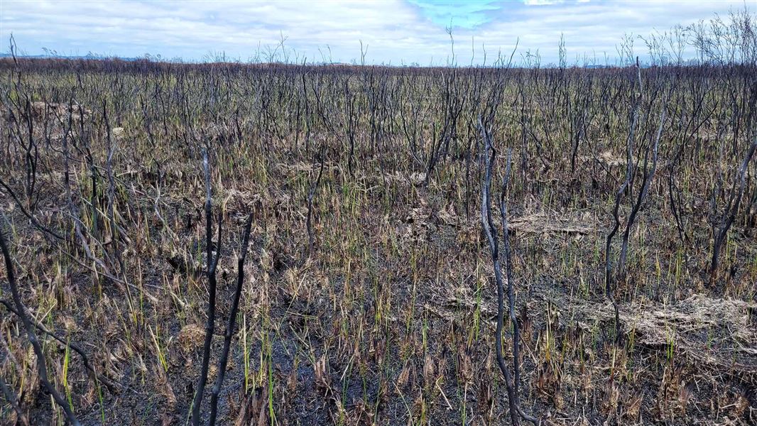 Charred Manuka trunks with native peat sedge species growing, 6 weeks after the fire