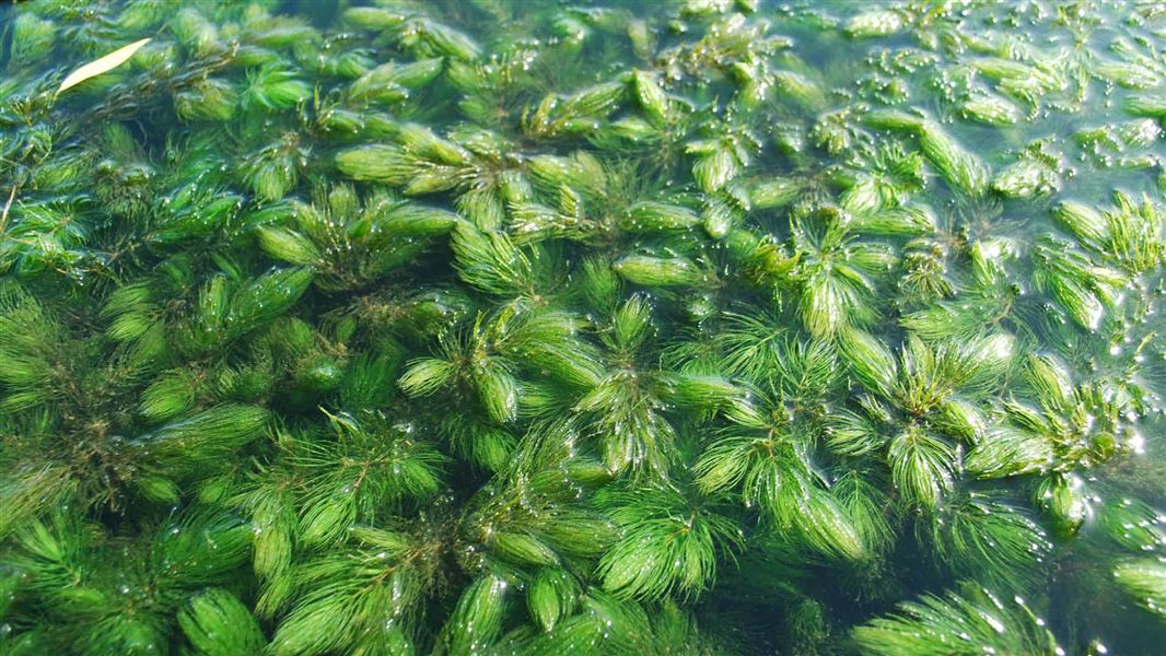 Hornwort.