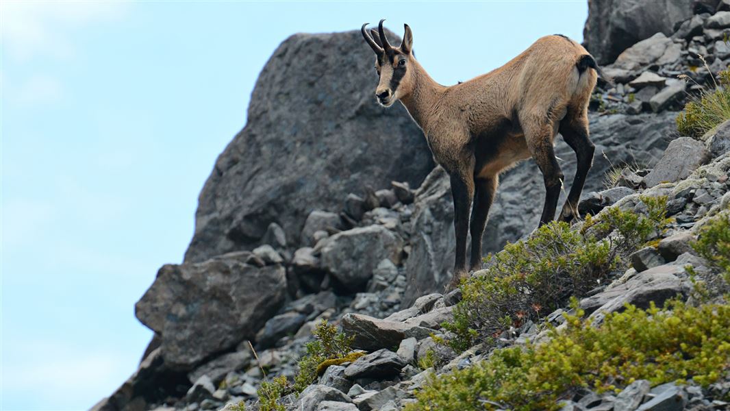 Chamois, South Canterbury. 