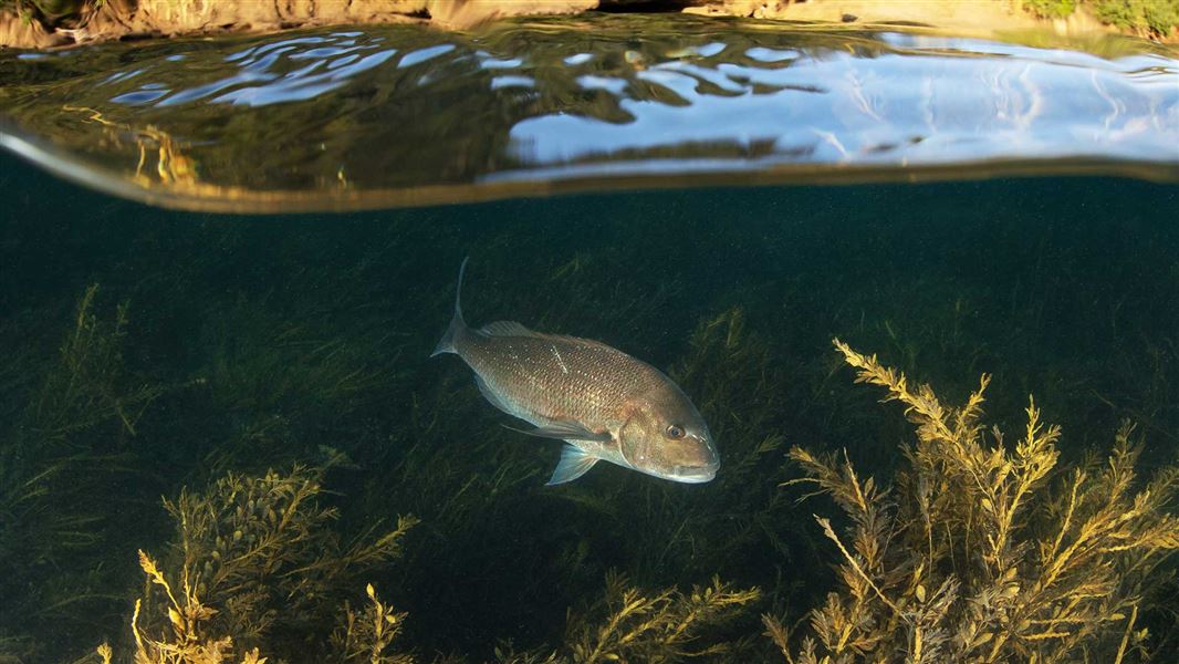 Snapper. 
