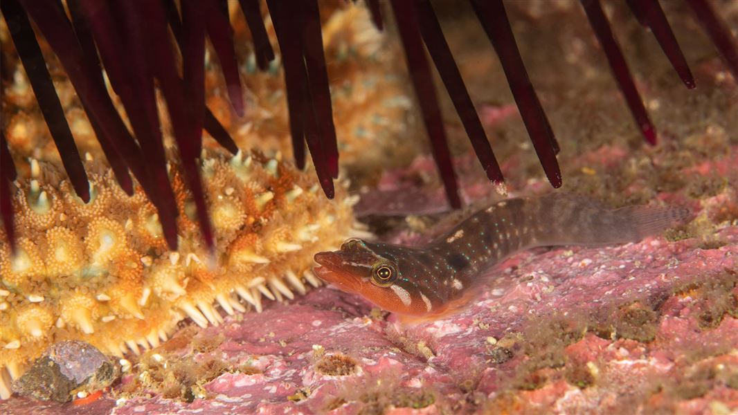 Urchin clingfish