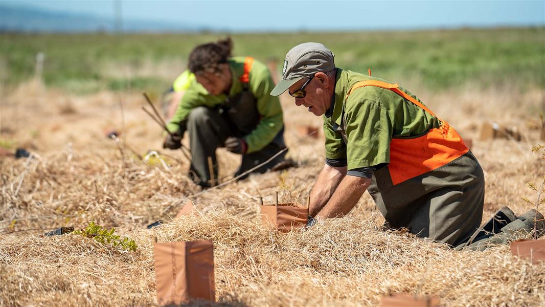 Rangers planting trees around Te Waihora. 
