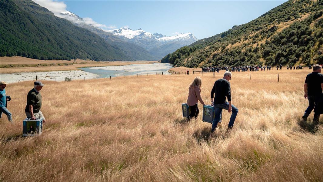 Takahē being carried into the release location in Rees Valley.