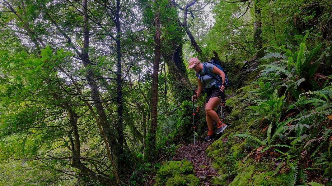  Tramper on Mangahao Track descending downwards. 