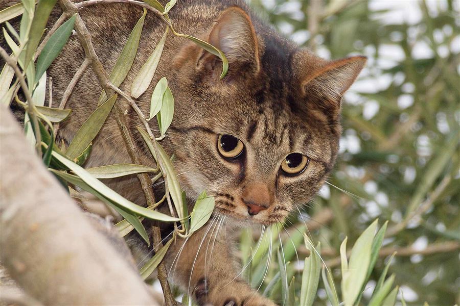  Cat in an olive tree spying a bird feeder. 