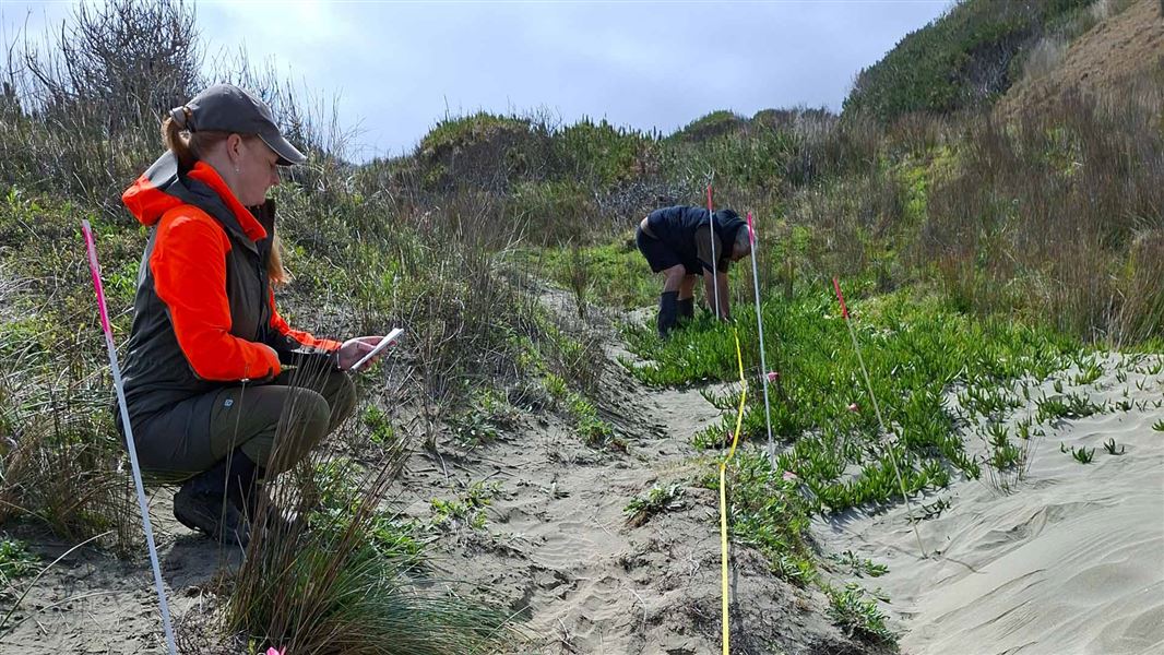Two people working in sand dunes marking out sea spurge plants as part of the removal. 