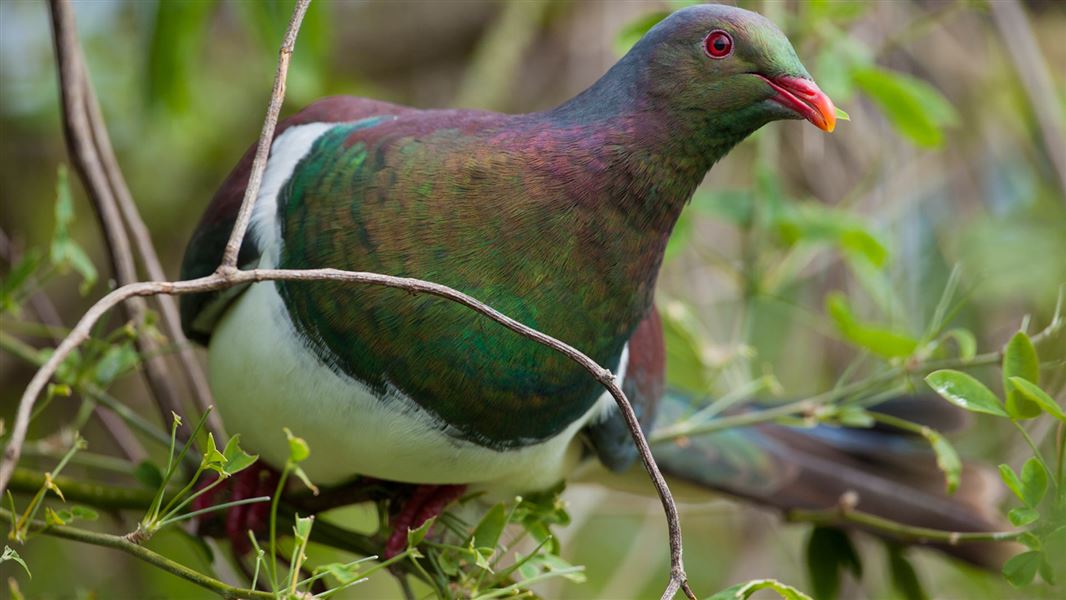 New Zealand pigeon/kereru/kuku/kukupa: New Zealand native land birds