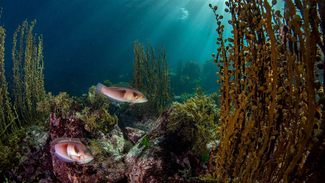 Sandager's wrasse underwater. 