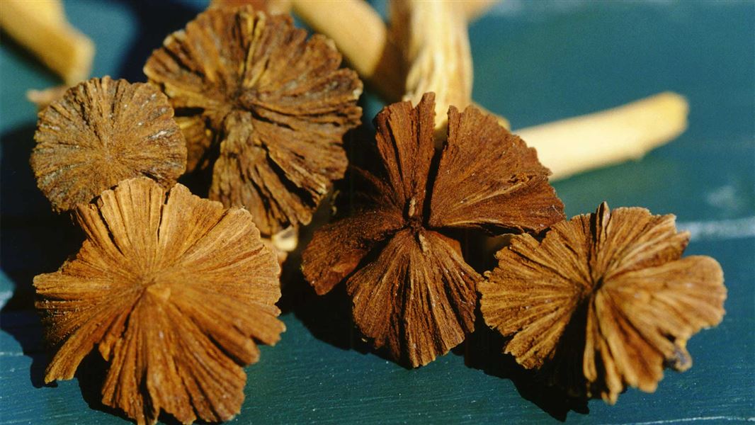 Dactylanthus taylori - known as wood rose. 