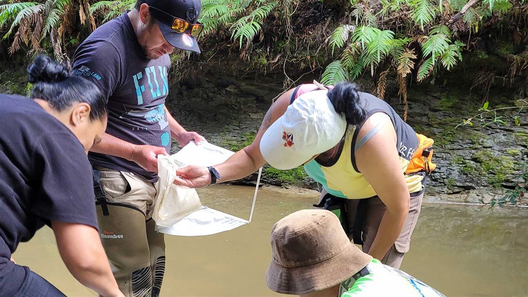 Four people stand in a shallow stream surrounded by dense green ferns, examining a water sample net and recording observations on paper during a field assessment.