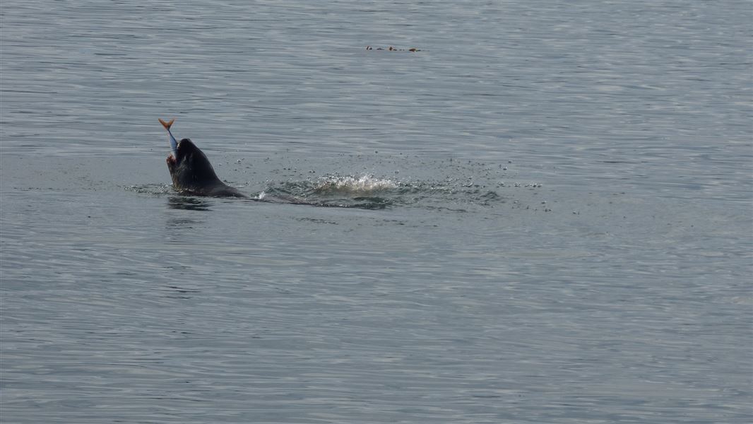 Male NZ sea lion eating a fish. 