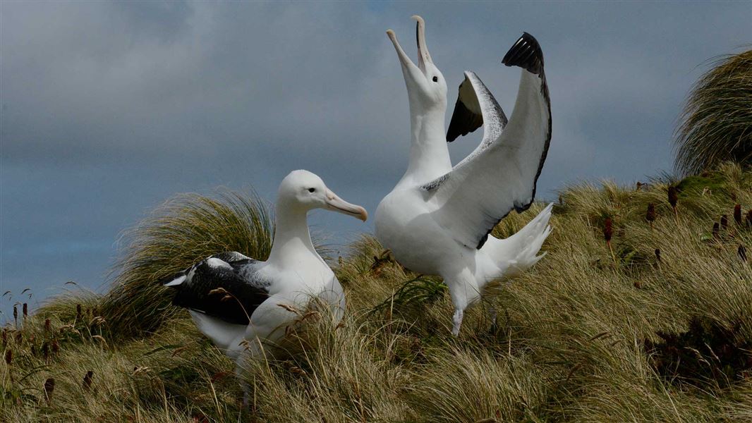 Southern royal albatross. 