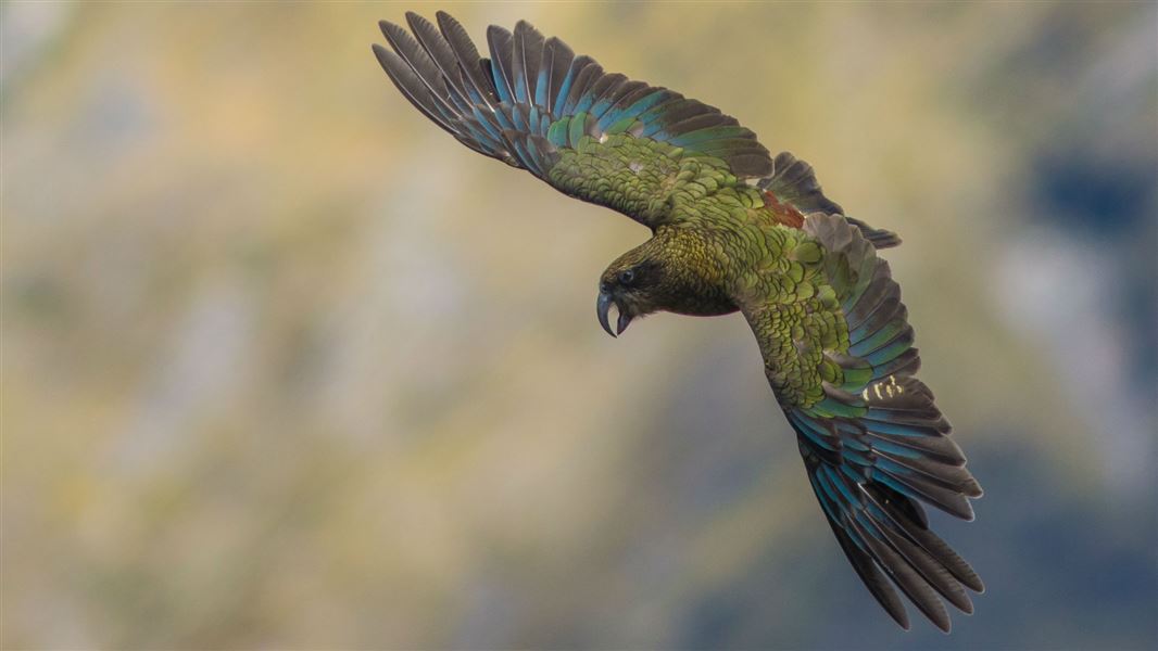 Kea in flight