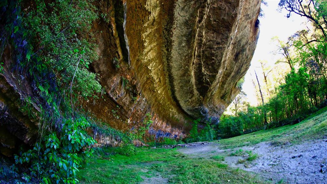 Ballroom Overhang Track Walking and tramping in Paparoa