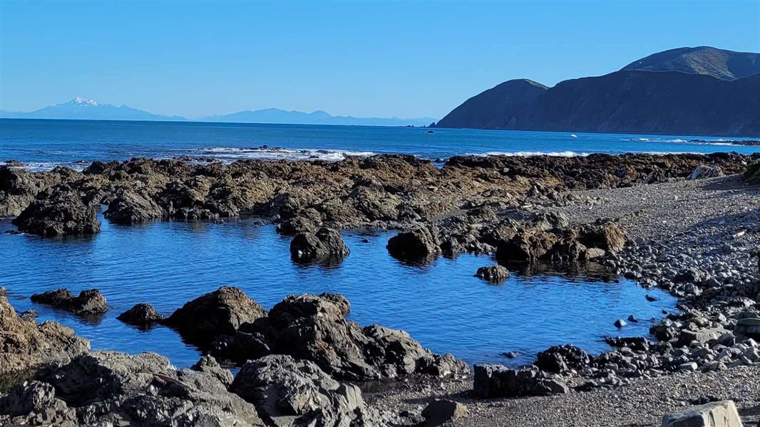 Taputeranga Marine Reserve. 