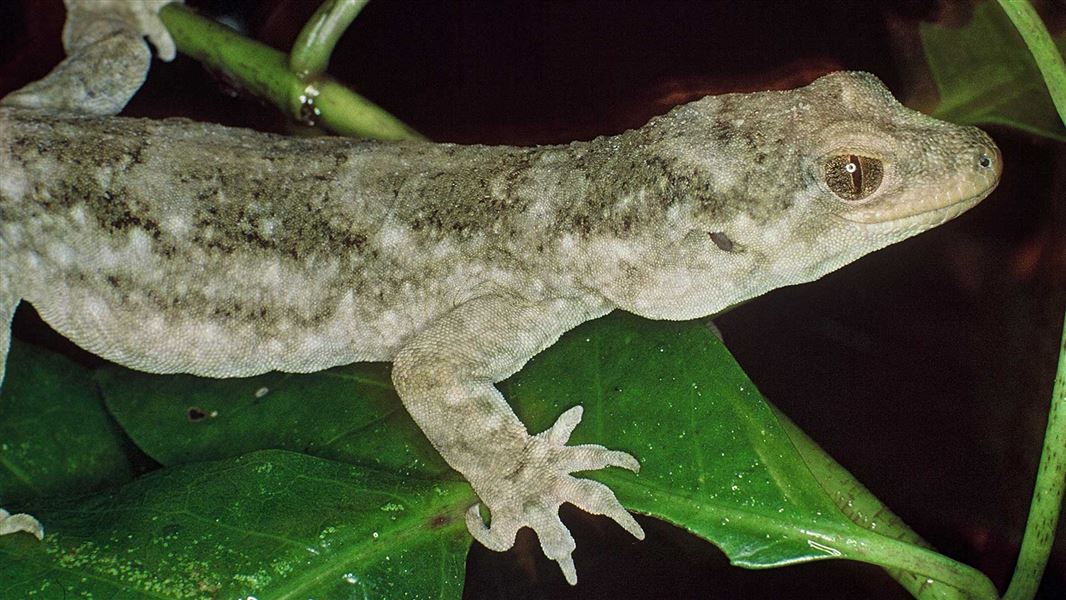 Ninety Duvaucel's geckos released on pest-free Motutapu island: Media  release 17 November 2020