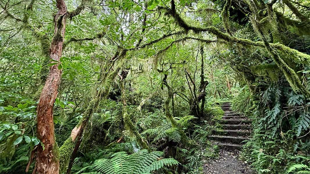 Kamahi Loop Track steps. 