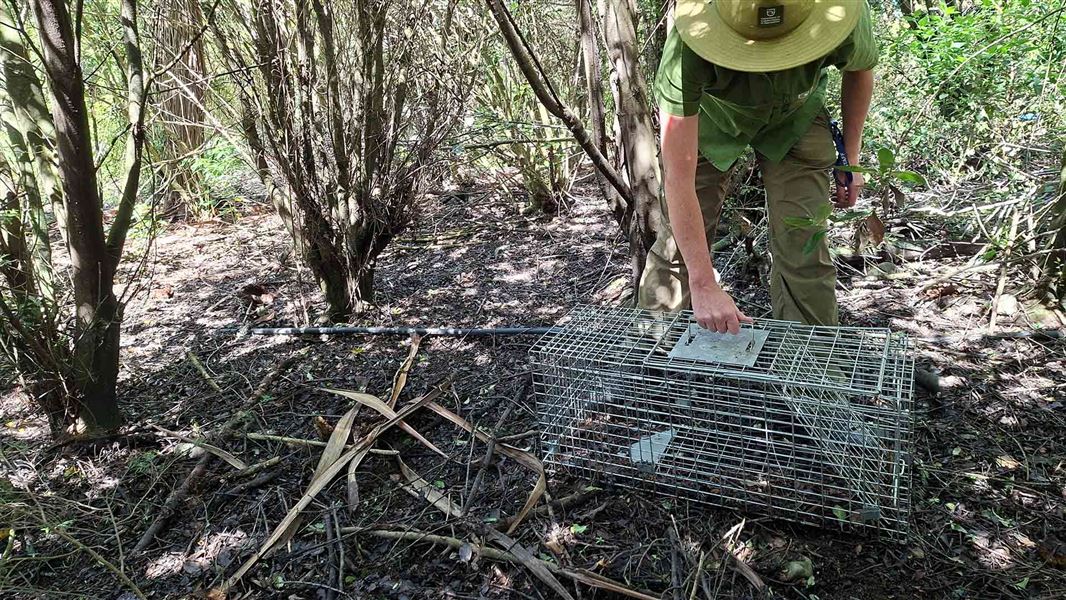 DOC ranger in green uniform leaning down over a large empty metal trapping cage in a spindly looking forest. 