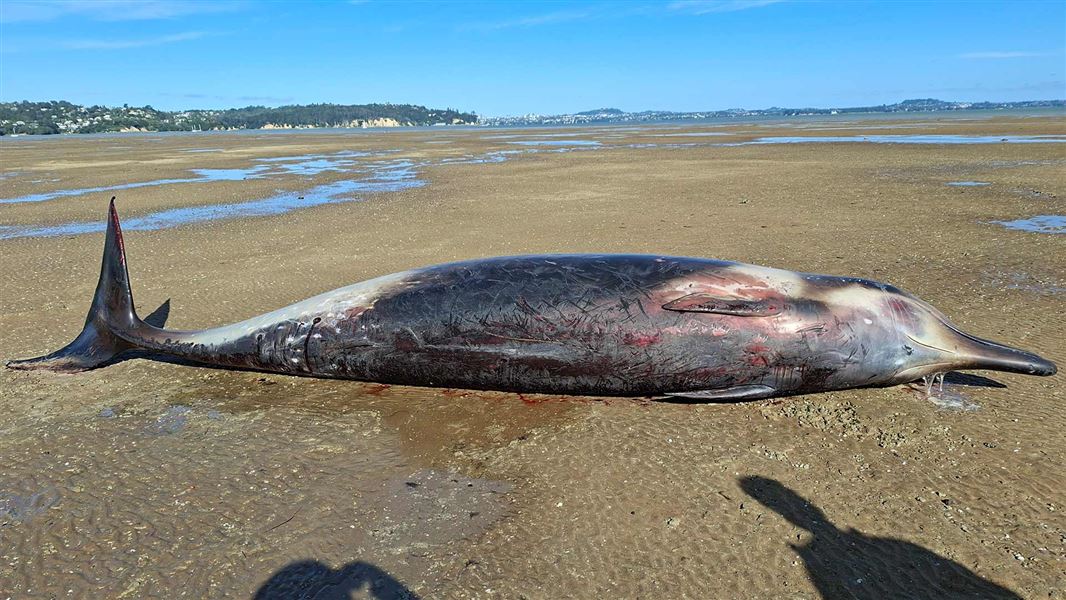 A deceased whale with chocoalte and beig colouring laying on flat sand, the tide appears to be way out. 