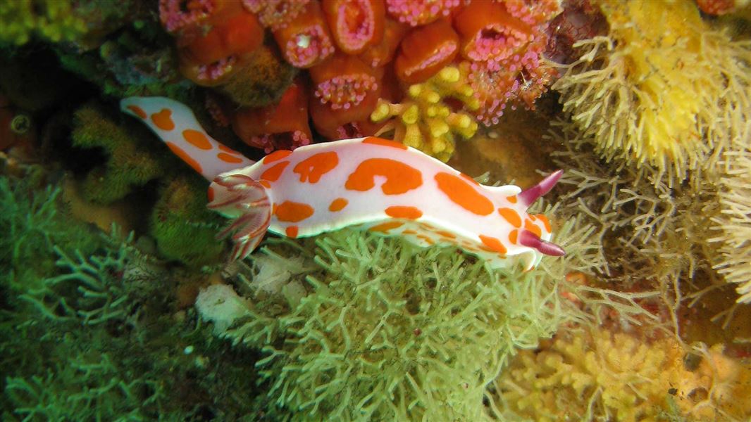 Clown nudibranch. 