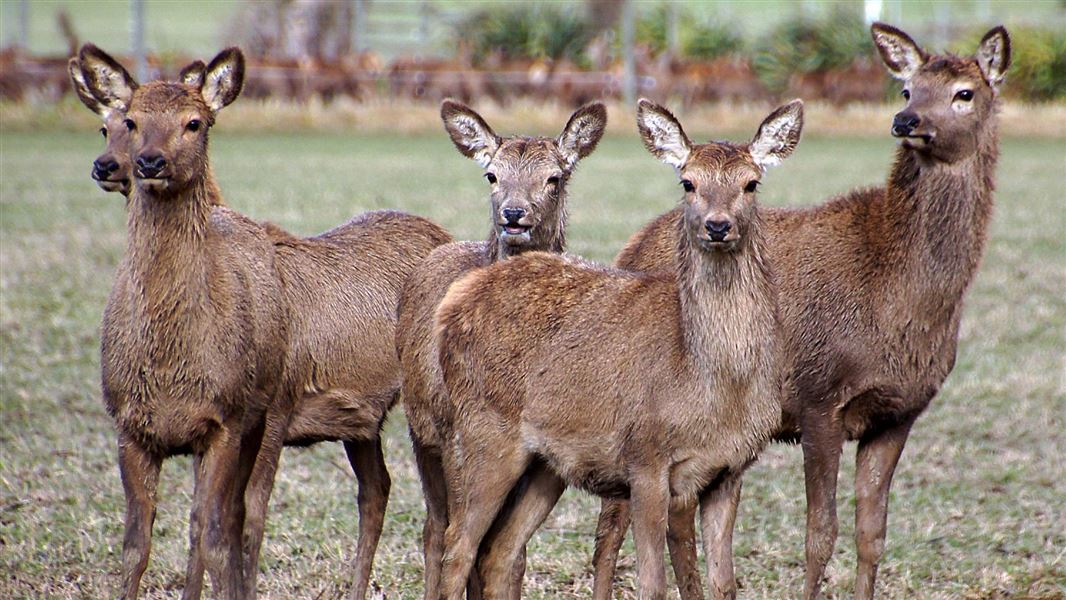 Deer: Animal Pests