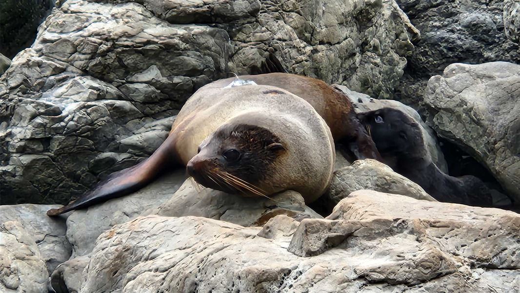 Tagged female fur seal with pup suckling on the rocky coastline. 