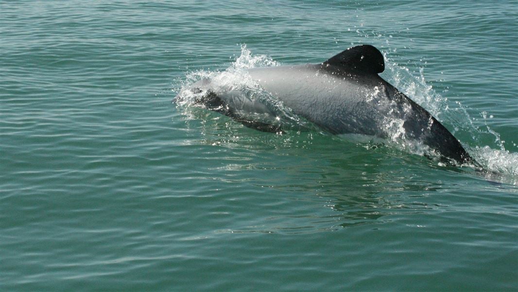 Māui dolphin. 