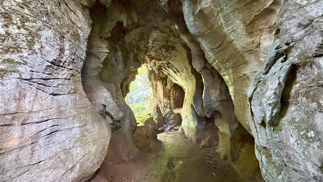 Tunnel on the Ruakuri Walk. 